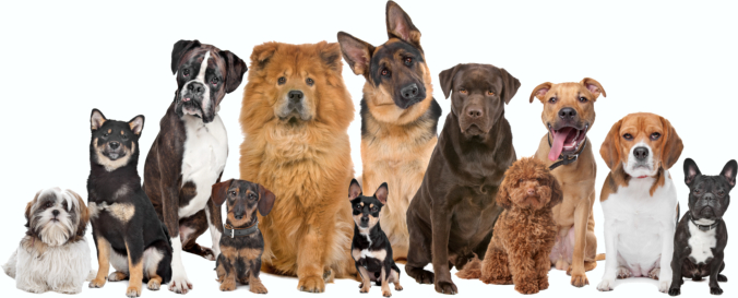 Hunde
