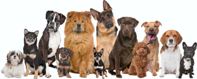 Hunde